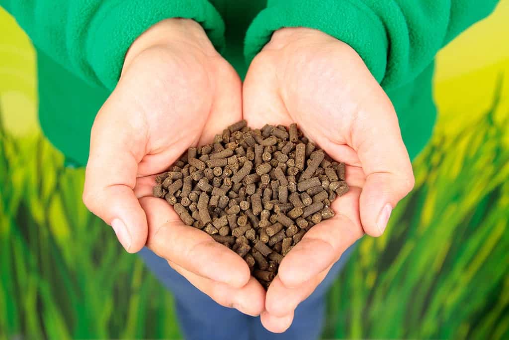 کود مرغی تازه منبع طبیعی مواد آلی